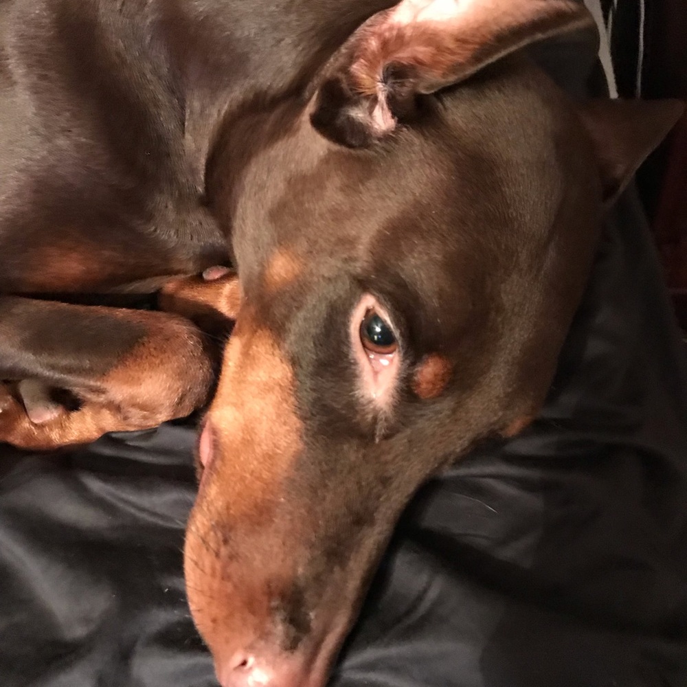 Meet your Posher, Debbie